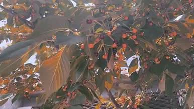 树木果实4K高清实拍视频素材视频的预览图